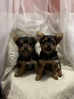 LadyYork, a female Yorkshire Terrier for sale in Miami, FL – 7 of 10