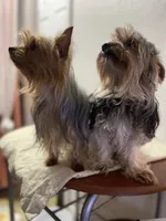 MasterYork2, a male Yorkshire Terrier for sale in Miami, FL – 8 of 10