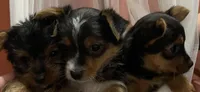 MasterYork2, a male Yorkshire Terrier for sale in Miami, FL – 3 of 10