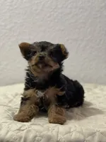 MasterYork1, a male Yorkshire Terrier for sale in Miami, FL – 8 of 10