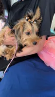Luna, a female Yorkshire Terrier for sale in Pueblo, CO – 5 of 9