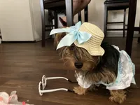 Luna, a female Yorkshire Terrier for sale in Pueblo, CO – 7 of 9