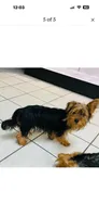 Luna, a female Yorkshire Terrier for sale in Pueblo, CO – 4 of 9