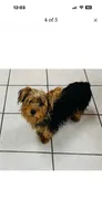 Luna, a female Yorkshire Terrier for sale in Pueblo, CO – 3 of 9