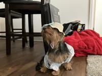 Luna, a female Yorkshire Terrier for sale in Pueblo, CO – 6 of 9