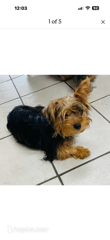 Luna – Yorkshire Terrier puppy for sale in Pueblo, CO