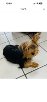 Luna, a female Yorkshire Terrier for sale in Pueblo, CO – 1 of 9