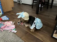 Luna, a female Yorkshire Terrier for sale in Pueblo, CO – 9 of 9