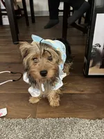 Luna, a female Yorkshire Terrier for sale in Pueblo, CO – 8 of 9