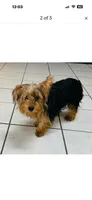 Luna, a female Yorkshire Terrier for sale in Pueblo, CO – 2 of 9
