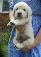 Mr. Black--Tramin Lines, a male English Cream Golden Retriever for sale in Souderton, PA – 5 of 9