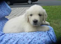 Mr. Black--Tramin Lines, a male English Cream Golden Retriever for sale in Souderton, PA – 7 of 9