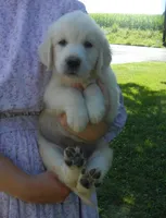 Miss Pink--Tramin Lines, a female English Cream Golden Retriever for sale in Souderton, PA – 6 of 7