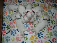 Mr. Black--Tramin Lines, a male English Cream Golden Retriever for sale in Souderton, PA – 9 of 9