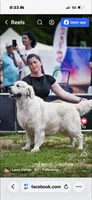 Mr. Black--Tramin Lines, a male English Cream Golden Retriever for sale in Souderton, PA – 3 of 9