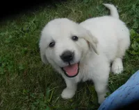 Mr. Black--Tramin Lines, a male English Cream Golden Retriever for sale in Souderton, PA – 8 of 9