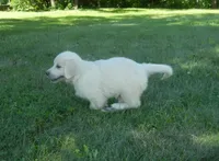 Miss Pink--Tramin Lines, a female English Cream Golden Retriever for sale in Souderton, PA – 7 of 7