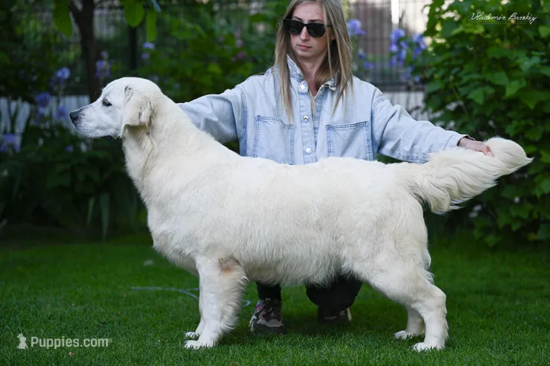 Mr. Black--Tramin Lines – English Cream Golden Retriever puppy for sale in Souderton, PA