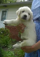 Mr. Black--Tramin Lines, a male English Cream Golden Retriever for sale in Souderton, PA – 6 of 9