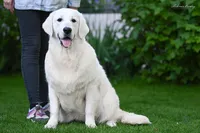 Mr. Black--Tramin Lines, a male English Cream Golden Retriever for sale in Souderton, PA – 2 of 9