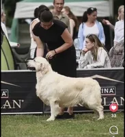Mr. Black--Tramin Lines, a male English Cream Golden Retriever for sale in Souderton, PA – 4 of 9