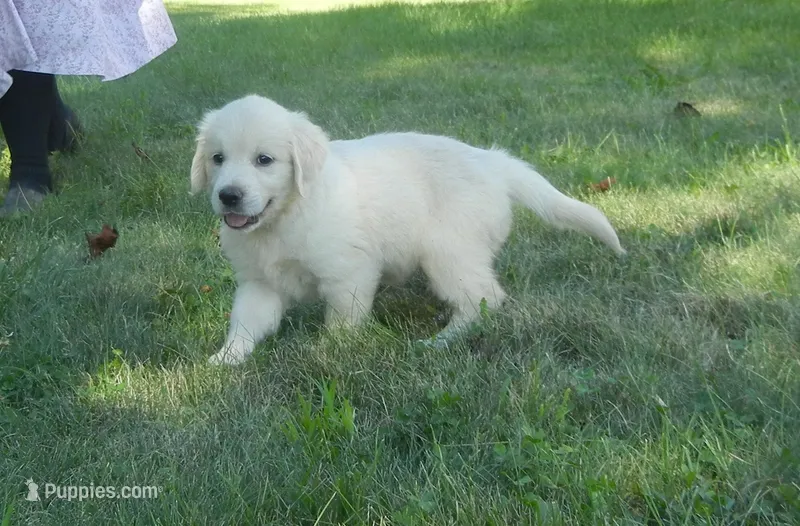 Miss Pink--Tramin Lines – English Cream Golden Retriever puppy for sale in Souderton, PA