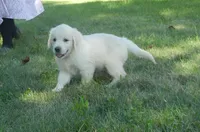 Miss Pink--Tramin Lines, a female English Cream Golden Retriever for sale in Souderton, PA – 1 of 7