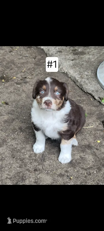 #1 – Australian Shepherd puppy for sale in Greenville, MI