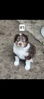 #1, a female Australian Shepherd for sale in Greenville, MI – 1 of 1