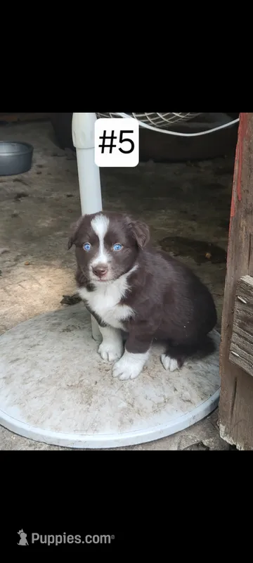 #5 – Australian Shepherd puppy for sale in Greenville, MI