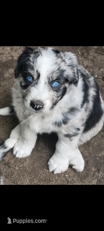#4 – Australian Shepherd puppy for sale in Greenville, MI
