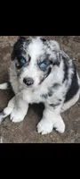 #4, a female Australian Shepherd for sale in Greenville, MI – 1 of 1