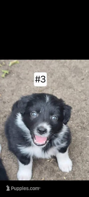 #3 – Australian Shepherd puppy for sale in Greenville, MI