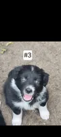 #3, a male Australian Shepherd for sale in Greenville, MI – 1 of 1