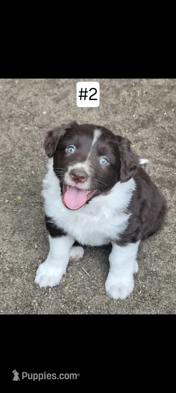 #2 – Australian Shepherd puppy for sale in Greenville, MI