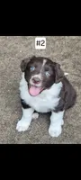 #2, a male Australian Shepherd for sale in Greenville, MI – 1 of 1