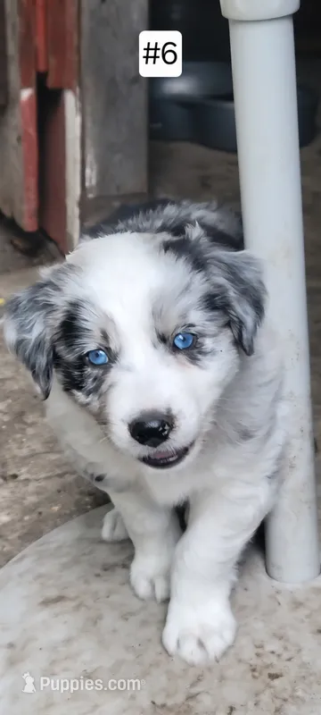 #6 – Australian Shepherd puppy for sale in Greenville, MI