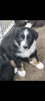 #7, a male Australian Shepherd for sale in Greenville, MI – 1 of 1
