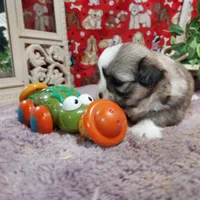 AKC Casey, a male Lhasa Apso for sale in Jay, OK – 3 of 3