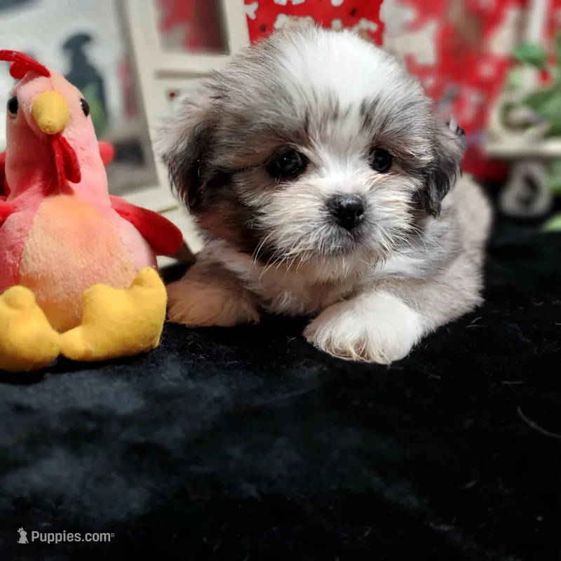 AKC Cody – Lhasa Apso puppy for sale in Jay, OK