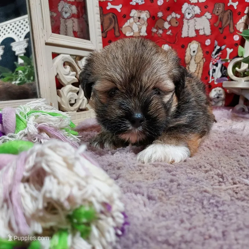 AKC Dawson – Lhasa Apso puppy for sale in Jay, OK