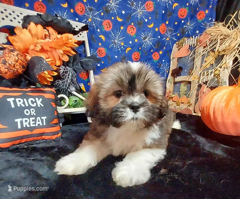 AKC Callie – Lhasa Apso puppy for sale in Jay, OK