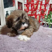 AKC Louie, a male Lhasa Apso for sale in Jay, OK – Photo 3 of 4