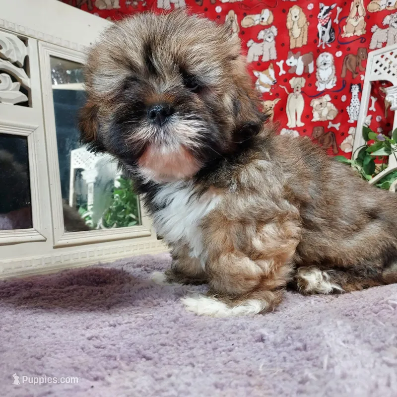 AKC Louie – Lhasa Apso puppy for sale in Jay, OK