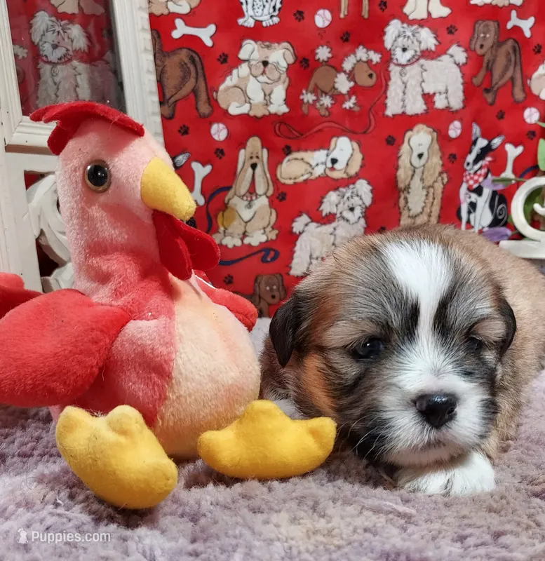 AKC Cody – Lhasa Apso puppy for sale in Jay, OK