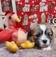 AKC Cody, a male Lhasa Apso for sale in Jay, OK – 1 of 3