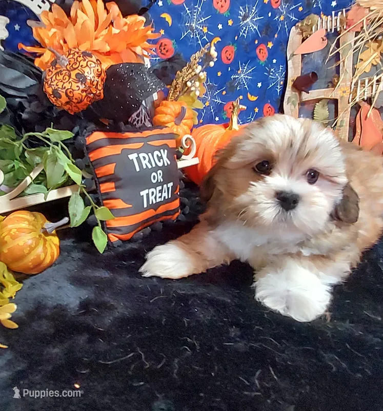 AKC Corey – Lhasa Apso puppy for sale in Jay, OK