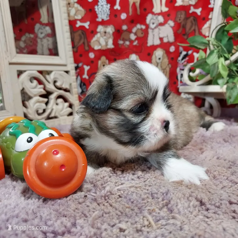 AKC Casey – Lhasa Apso puppy for sale in Jay, OK