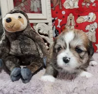 AKC Corey, a male Lhasa Apso for sale in Jay, OK – 2 of 3