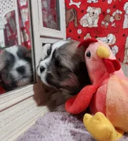 AKC Cody, a male Lhasa Apso for sale in Jay, OK – 3 of 3